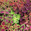 Coleus Seeds 1000 Pack Jazz Combo Mix, Vibrant Garden Plant Seeds, Coleus Blumei, Live Starter Plant, Houseplant, Cutting