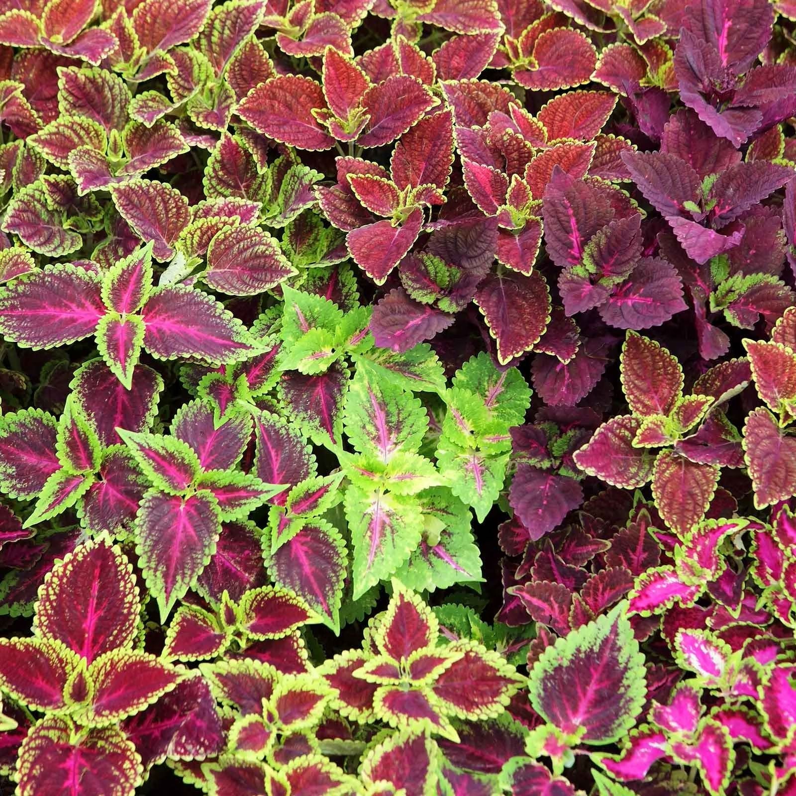 Coleus Seeds 1000 Pack Jazz Combo Mix, Vibrant Garden Plant Seeds, Coleus Blumei, Live Starter Plant, Houseplant, Cutting