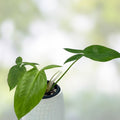 Philodendron Tripartitum 1 Node Cutting – Rare Tropical Houseplant for Indoor Gardening – Exotic Green Foliage – Fresh Stock