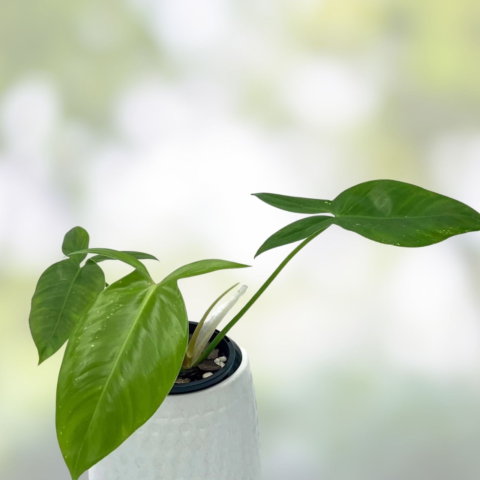 Philodendron Tripartitum 1 Node Cutting – Rare Tropical Houseplant for Indoor Gardening – Exotic Green Foliage – Fresh Stock