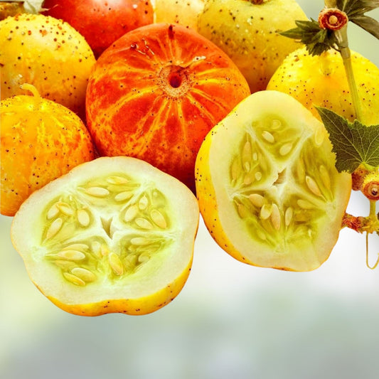 Lemon Cucumber Seeds 100+ Heirloom Exotic Vegetable for Garden Cucumis sativus - New Harvest Quality