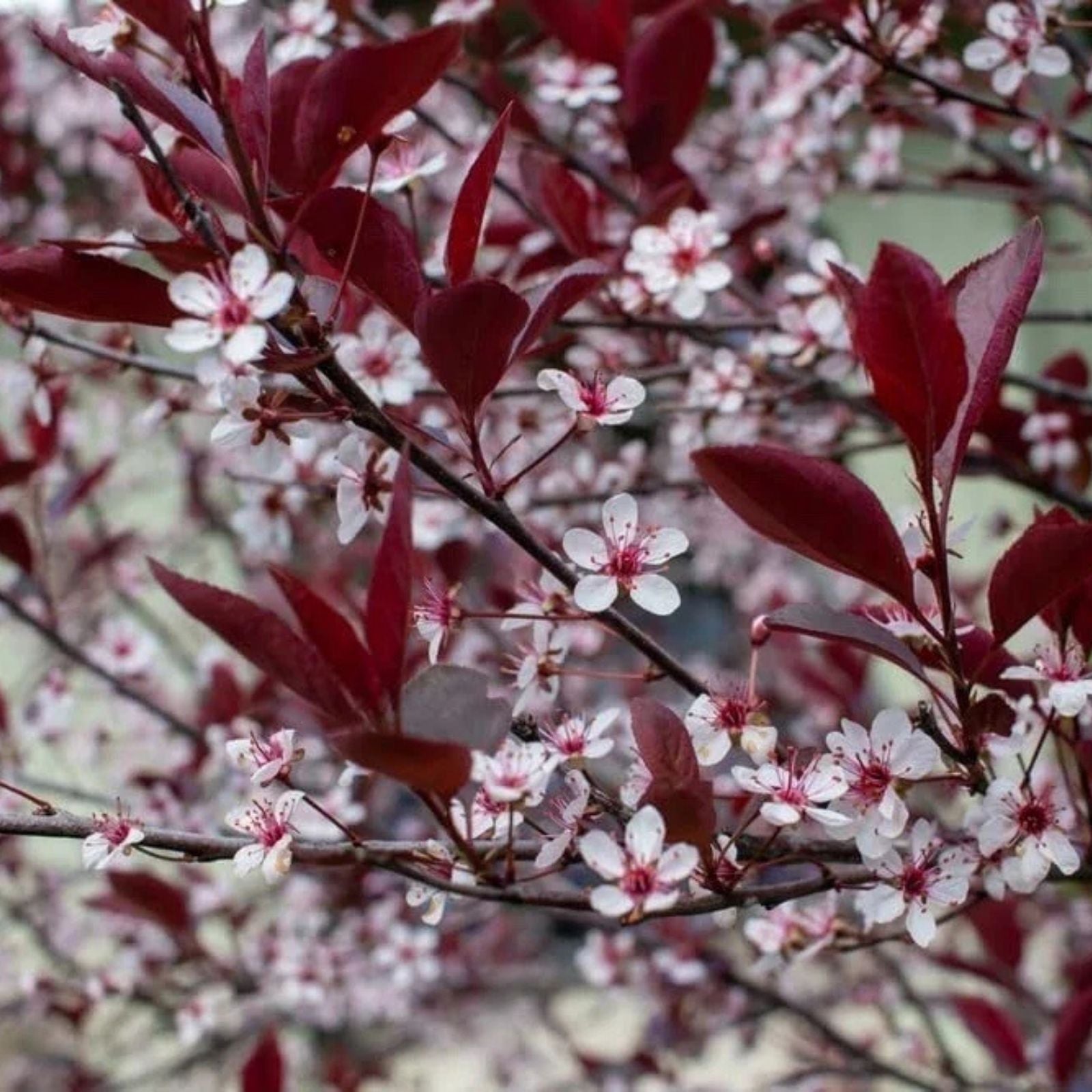 Sand Cherry Bush Seedlings 2 Pack, Prunus besseyi, Hardy Fruit-Bearing Shrubs for Landscaping and Garden