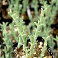 Ruschia Uncinata 'Doringvygie' Succulent Live Plant 2 Inch, Drought-Tolerant Groundcover for Garden, Fast Growing, Home Decor