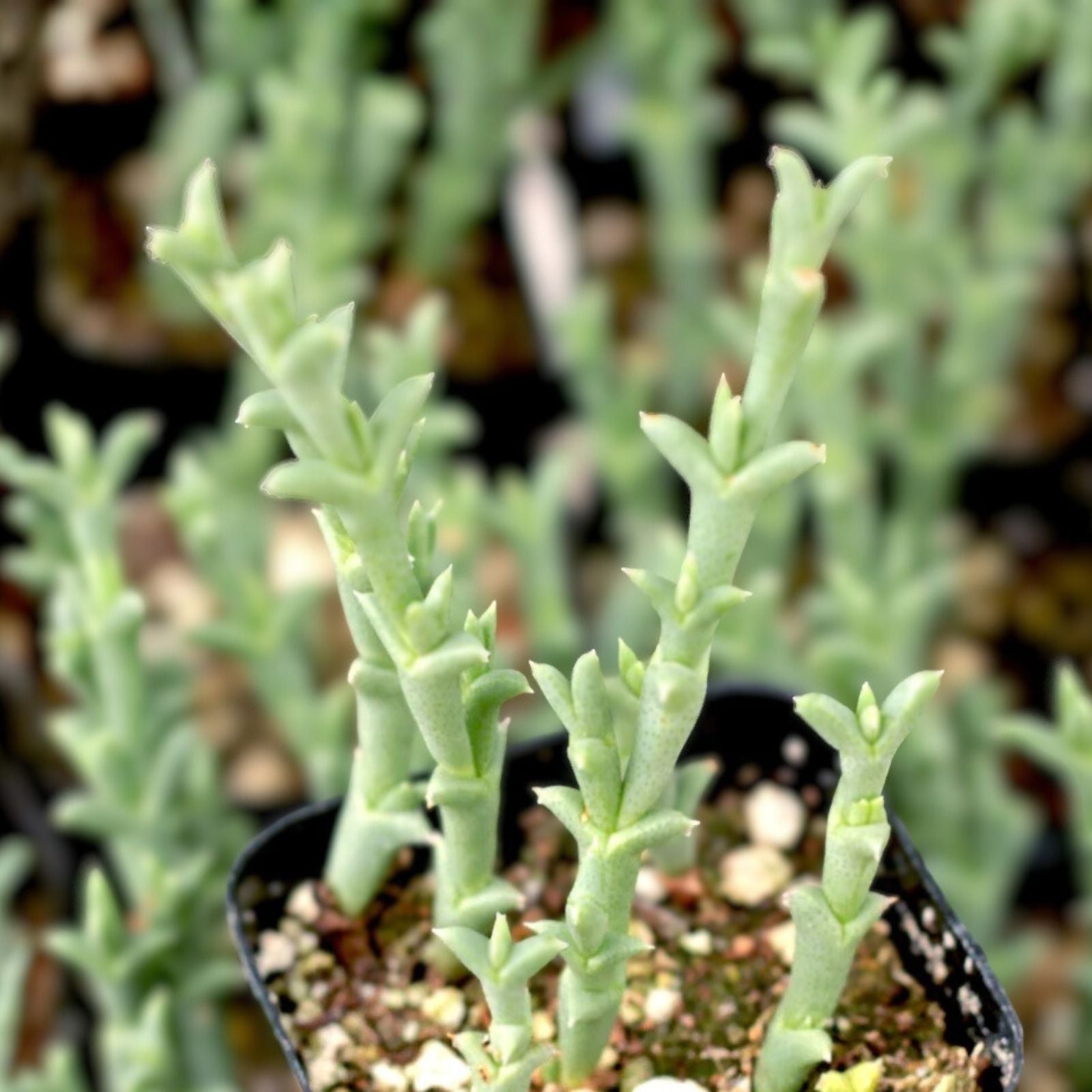 Ruschia Uncinata 'Doringvygie' Succulent Live Plant 2 Inch, Drought-Tolerant Groundcover for Garden, Fast Growing, Home Decor