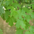 Bigleaf Maple Tree Seeds 30+ Acer macrophyllum Hardwood Seeds for Planting, Ornamental Native California Tree