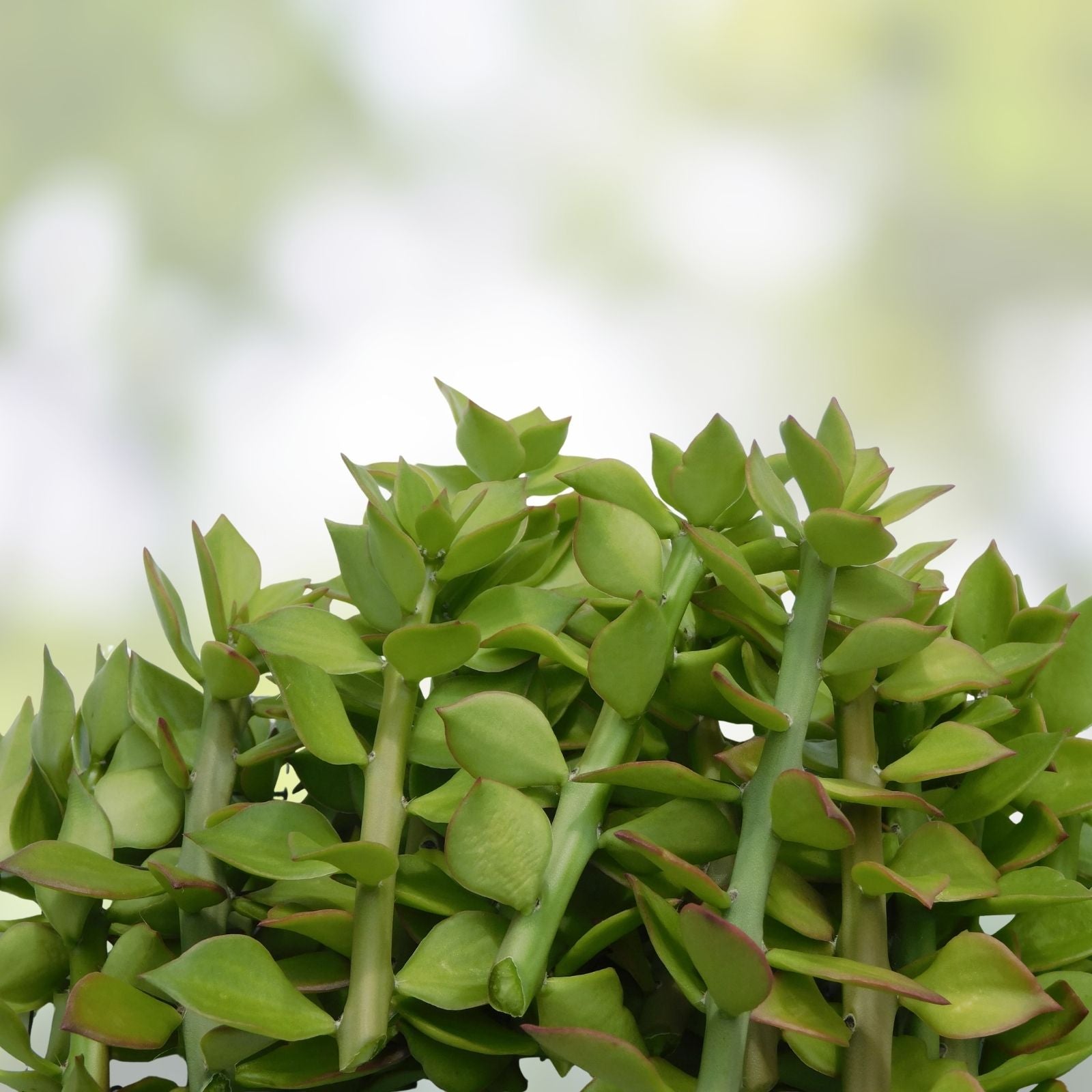 Pereskiopsis spathulata Grafting Stock Cactus Cutting 6" Succulent Propagation Plant