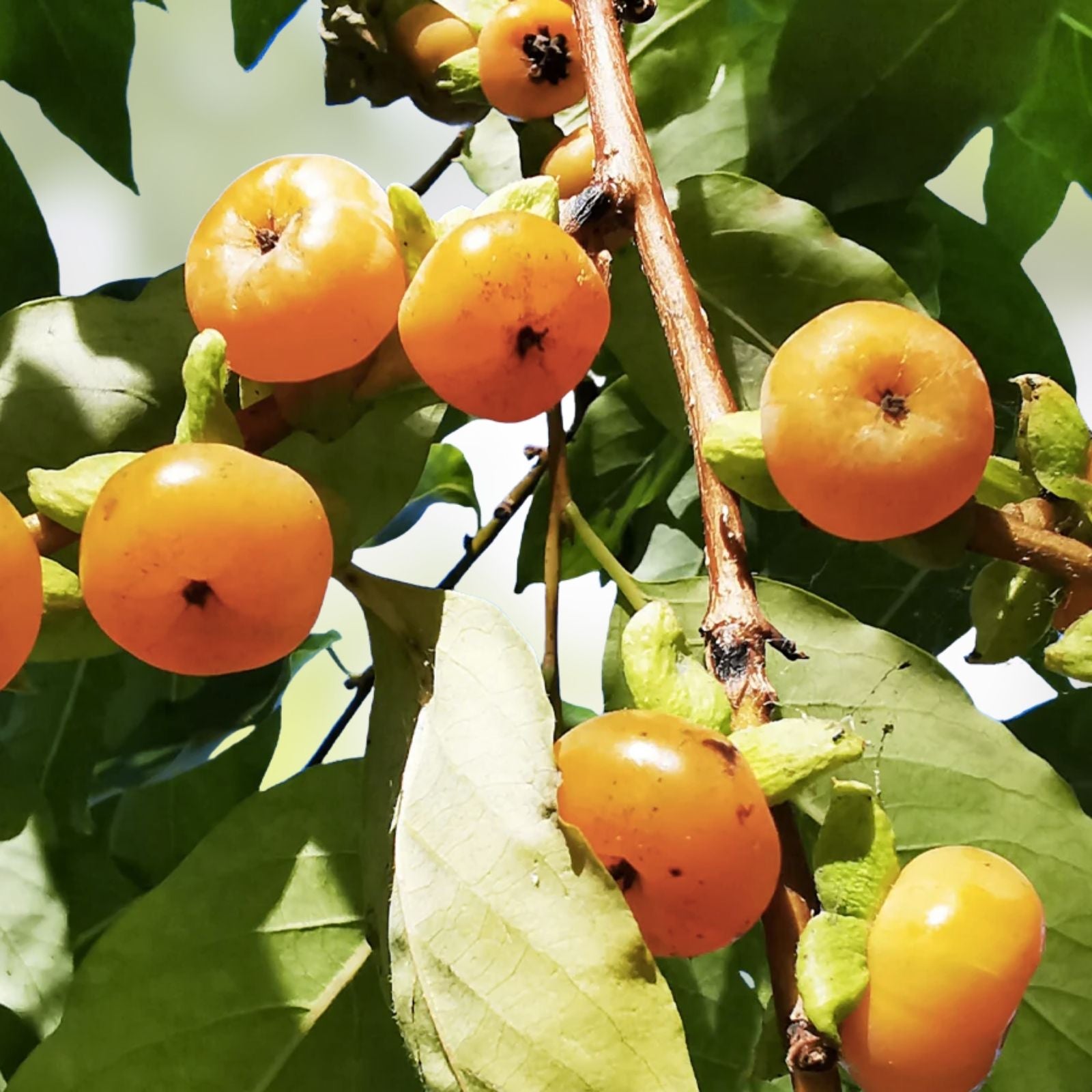 Date Plum Persimmon Seeds 10 Flowering Fruit Tree Seeds Diospyros lotus Edible Plant Starter
