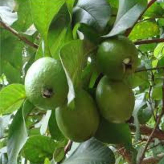 Guava Fruit Bonsai Tree Seeds 20 Pack | Tropical Psidium guajava Indoor Garden Plant Starter | Easy to Grow