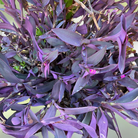 Organic Purple Heart Wandering Jew Cuttings - 8 Tradescantia Pallida Purpurea Plantlets for Indoor Garden