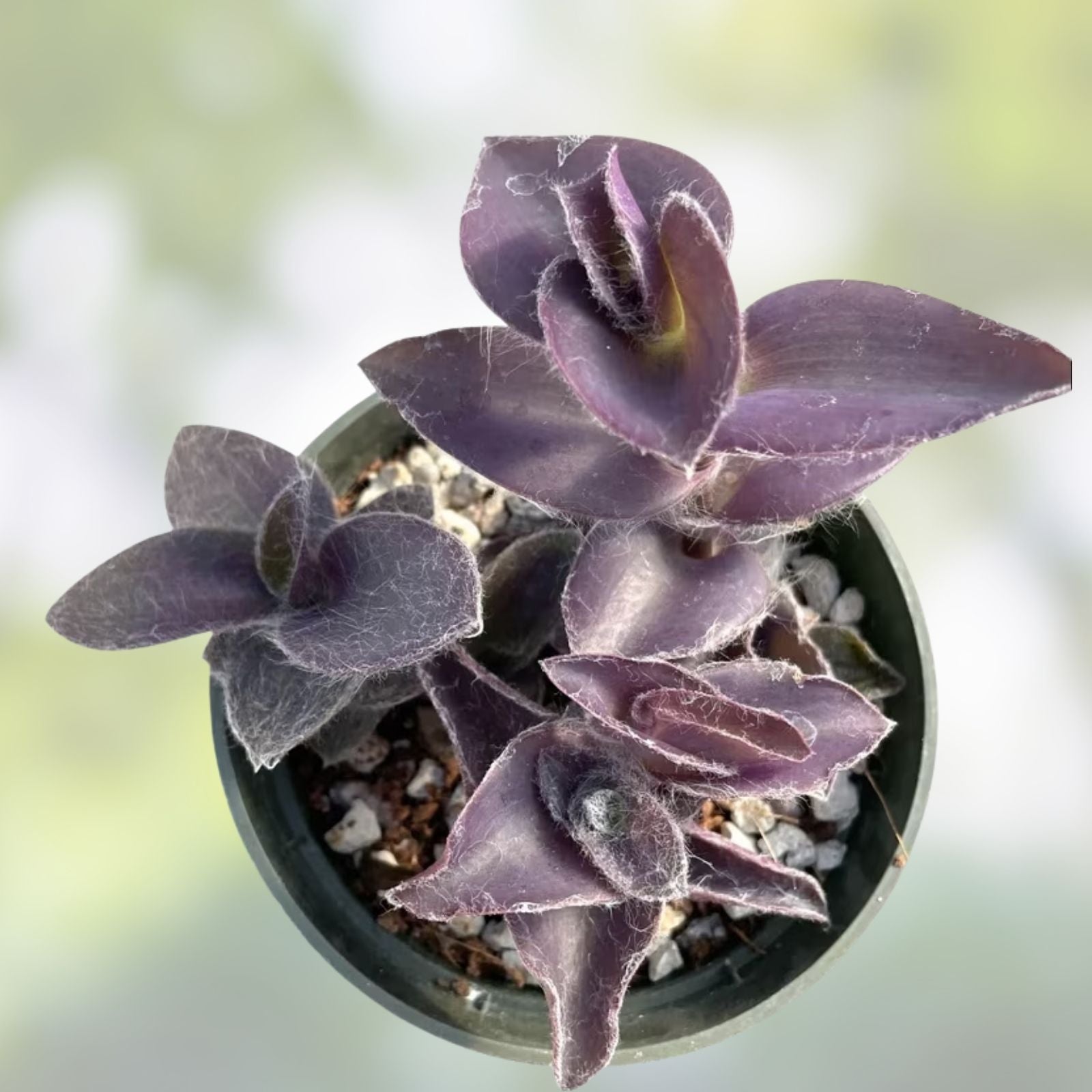 Tradescantia Pallida 'Purple Heart' Live Plant - 2 Inch Wandering Dude Succulent with Purple Foliage - Indoor Houseplant
