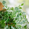 Pothos Cuttings Pearls and Jade Epipremnum aureum Live Houseplant Indoor Plant Starter 4-5 inches