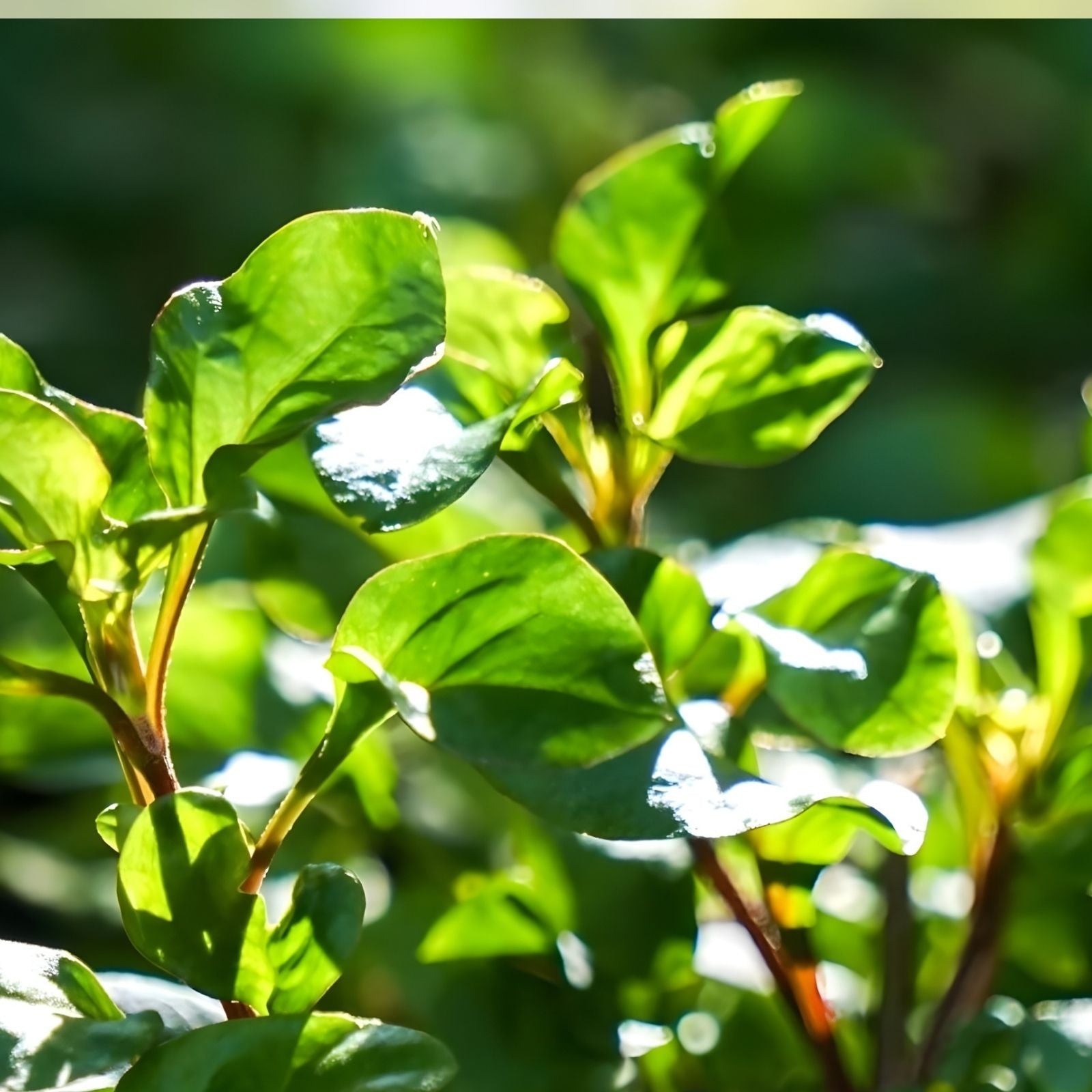 Live Watercress Cuttings - 15 Rooted Edible Vegetables for Cooking and Salads - Nasturtium officinale Plantlets - Fast Growing Fresh Herb