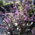 Licorice Basil Seeds 500 Count Non-GMO Herb Ocimum basilicum Culinary Plant, Live Starter, Herb Garden, Houseplant