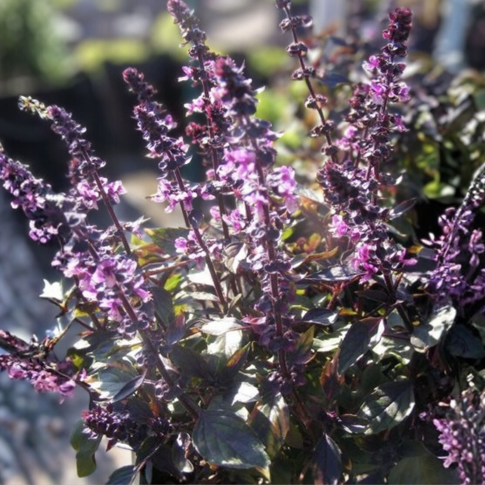 Licorice Basil Seeds 500 Count Non-GMO Herb Ocimum basilicum Culinary Plant, Live Starter, Herb Garden, Houseplant