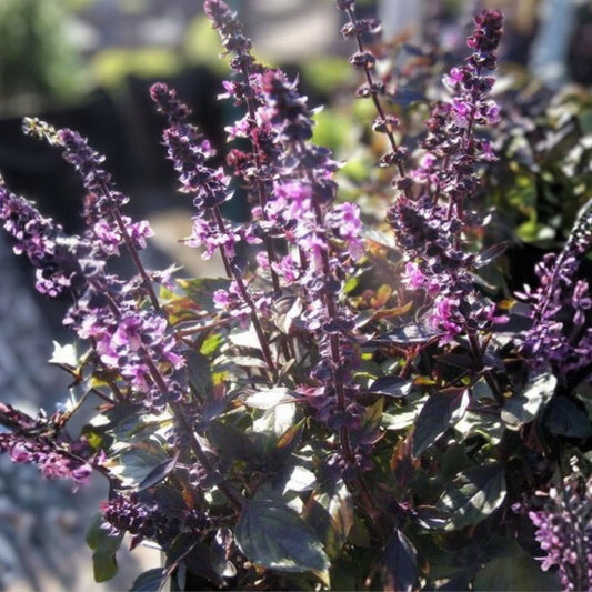 Licorice Basil Seeds 500 Count Non-GMO Herb Ocimum basilicum Culinary Plant, Live Starter, Herb Garden, Houseplant