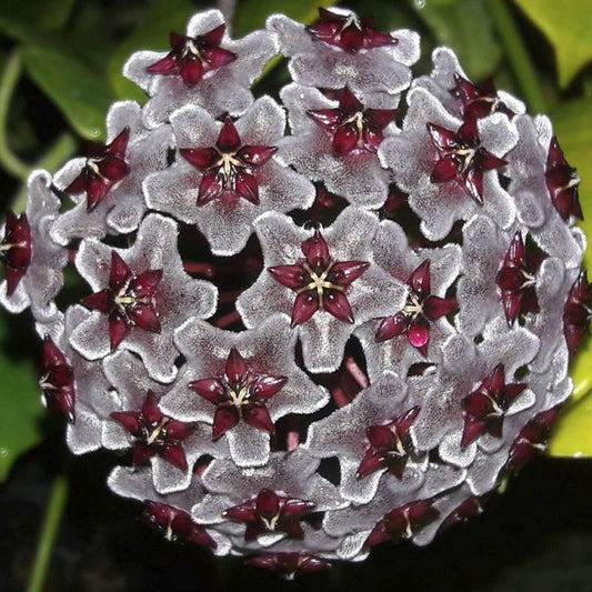Hoya Plant 2.5" Pot Royal Hawaiian Purple Hoya pubicalyx Rooted Plant - Fast Growing Indoor Garden