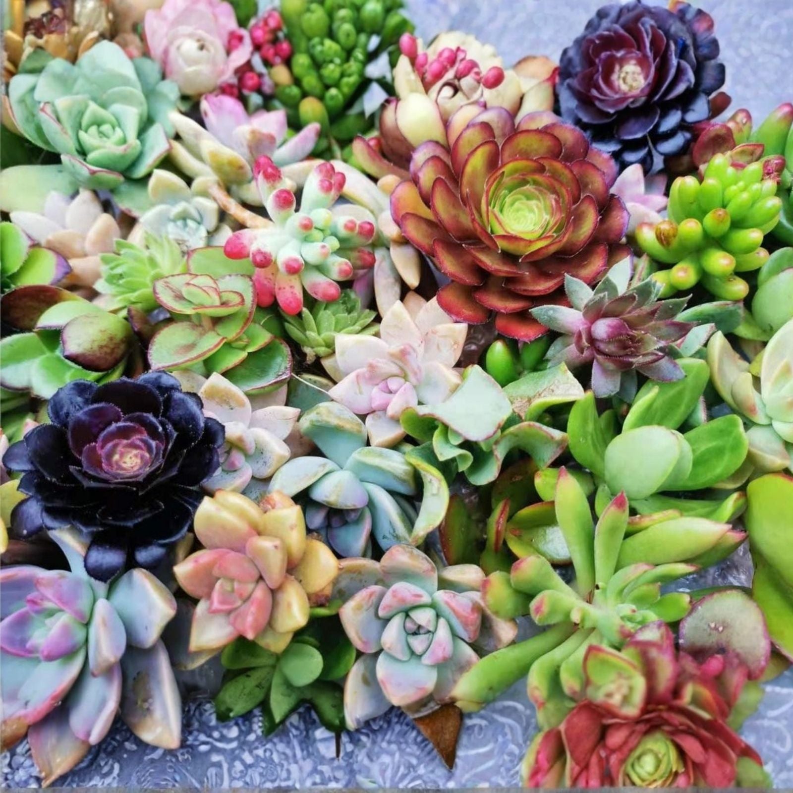 Succulent Cuttings Assortment 6 Unique Varieties Live Plants DIY Arrangements Gift for Plant Lovers