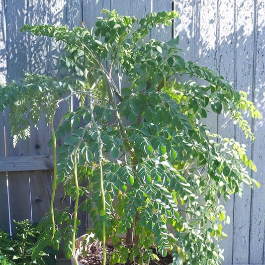 Organic Moringa Oleifera Cuttings 5 Pack – Florida Grown Live Plant Clippings for Gardening, Nutrient-Rich Moringa Starter Plants
