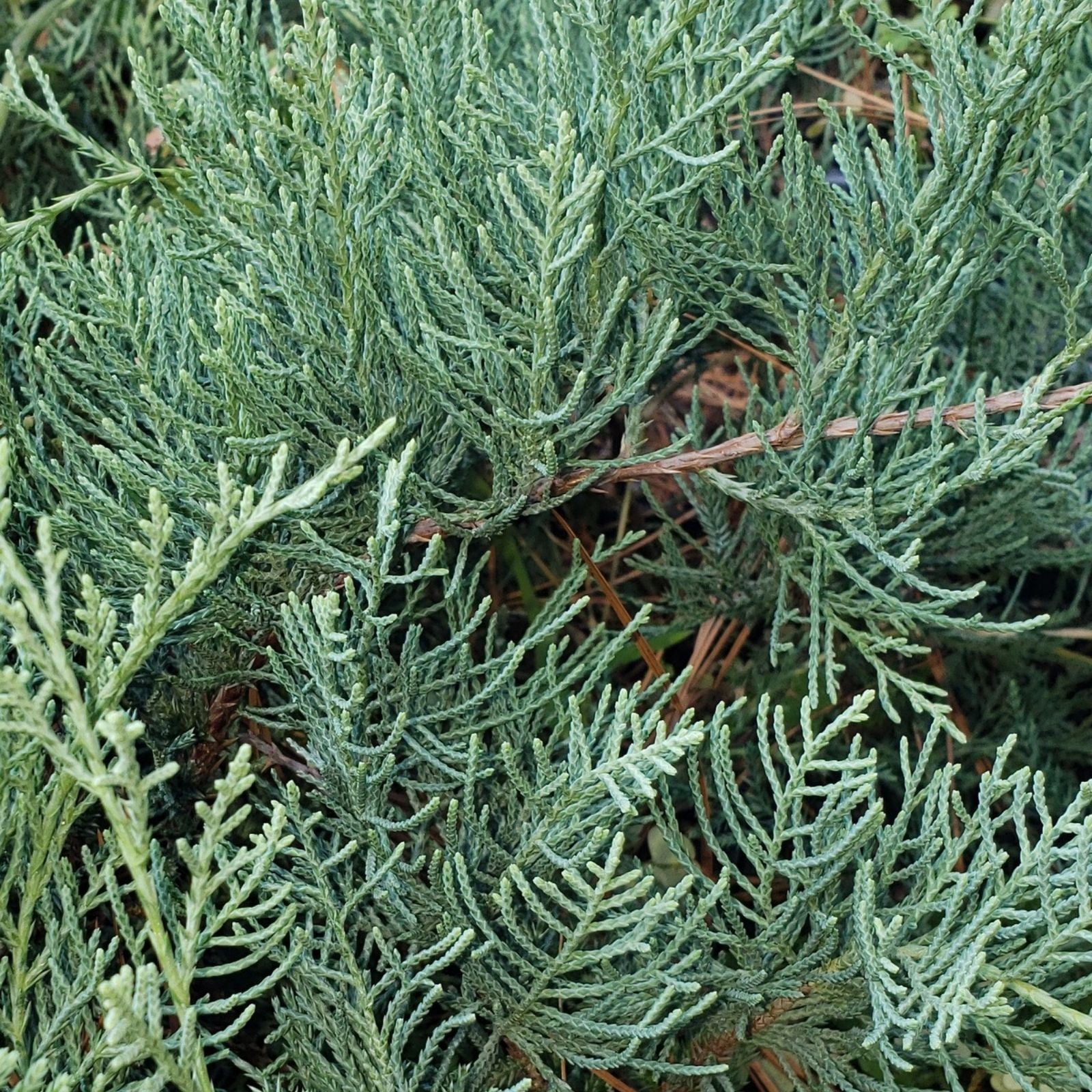 Grey Owl Juniper Cutting, Evergreen Spreading Juniperus horizontalis, Live Plant Propagation Material, Starter Plant, Bare Root