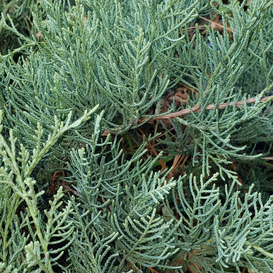 Grey Owl Juniper Cutting, Evergreen Spreading Juniperus horizontalis, Live Plant Propagation Material, Starter Plant, Bare Root