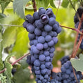Thomcord Seedless Grape Cuttings 5pcs Vitis labrusca Table & Home Garden Live Plant Starter