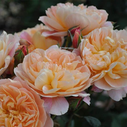 Heirloom Rose Cuttings The Impressionist Live Unrooted 5-8" Rose spp. Starter Plant, Garden Flower, Bare Root, Houseplant