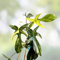 Variegated Philodendron Florida Beauty Cutting, Rare Houseplant, Live Plant, Indoor Plant, Houseplant Starter, Green and White Leaves