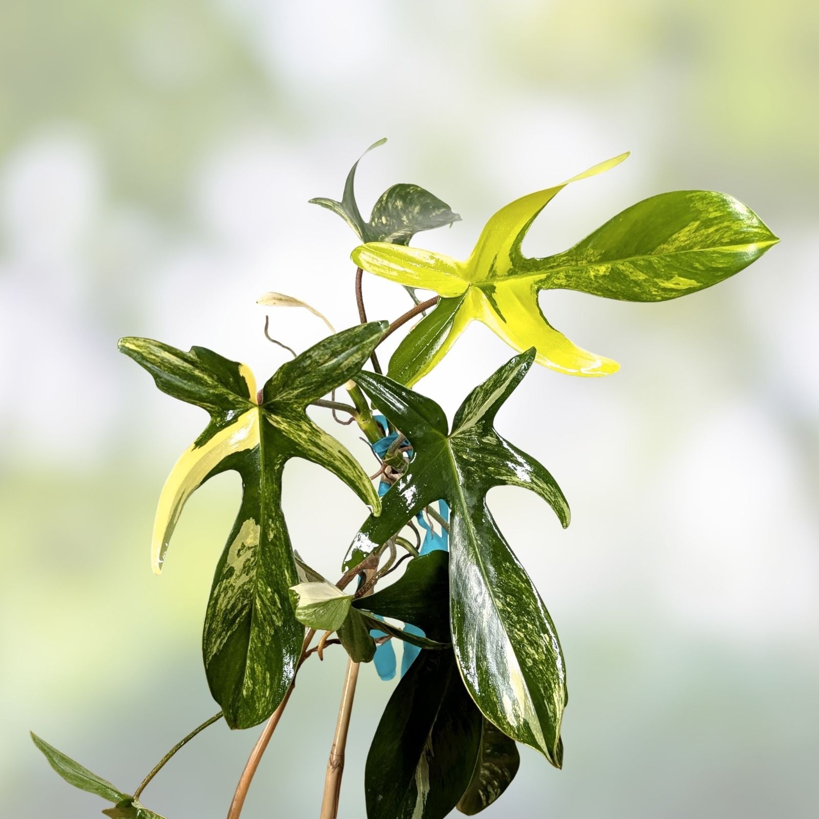 Variegated Philodendron Florida Beauty Cutting, Rare Houseplant, Live Plant, Indoor Plant, Houseplant Starter, Green and White Leaves