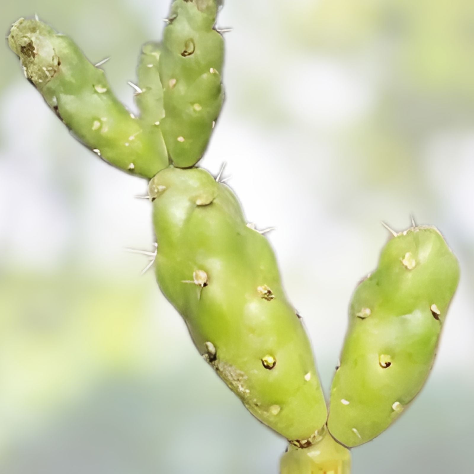 Tree Cholla Cuttings Cylindropuntia imbricata Drought-Tolerant Succulent Plant for Indoor Outdoor Gardens