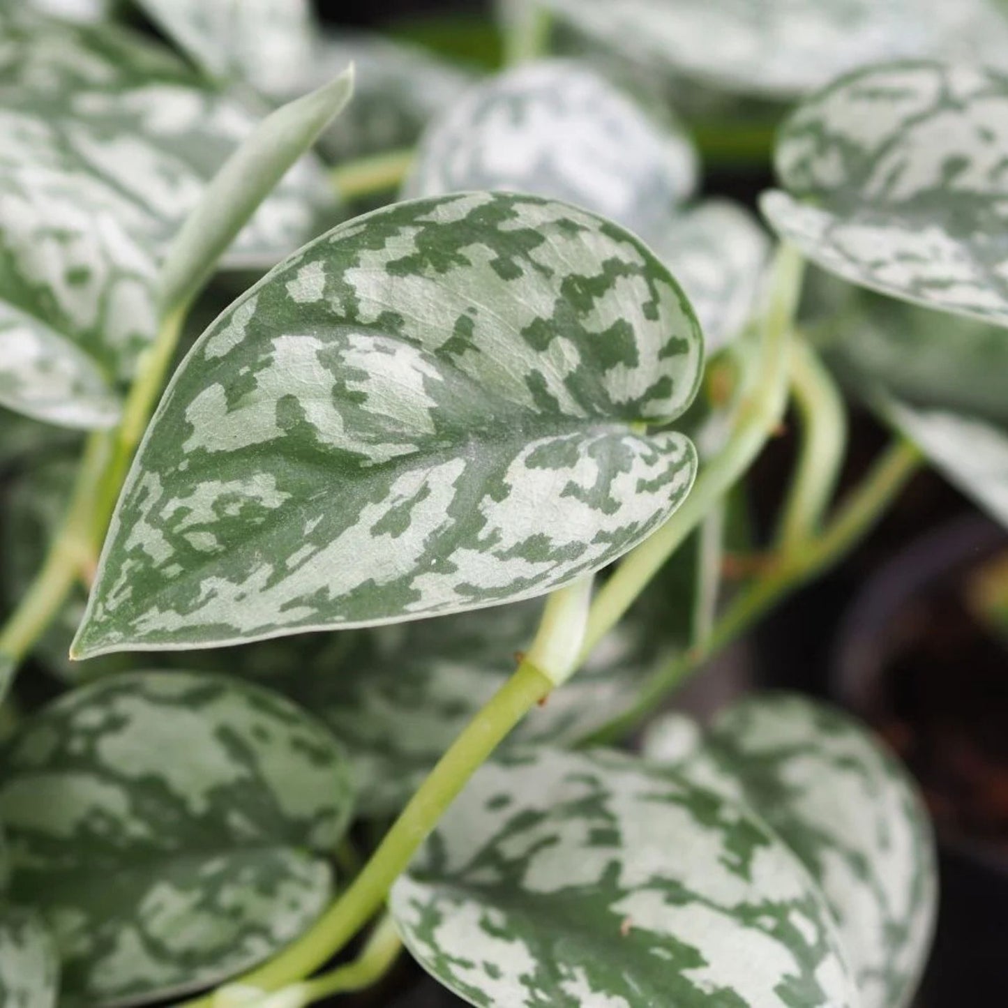 Variegated Silver Satin Pothos Cutting 12” – Indoor Houseplant, Easy Care, Green Silver Foliage, Live Plant, Starter Plant