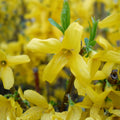 Forsythia Cuttings for Rooting – 8 Unrooted Perennial Plant Clippings – Forsythia spp Spring Blooming Garden Plant