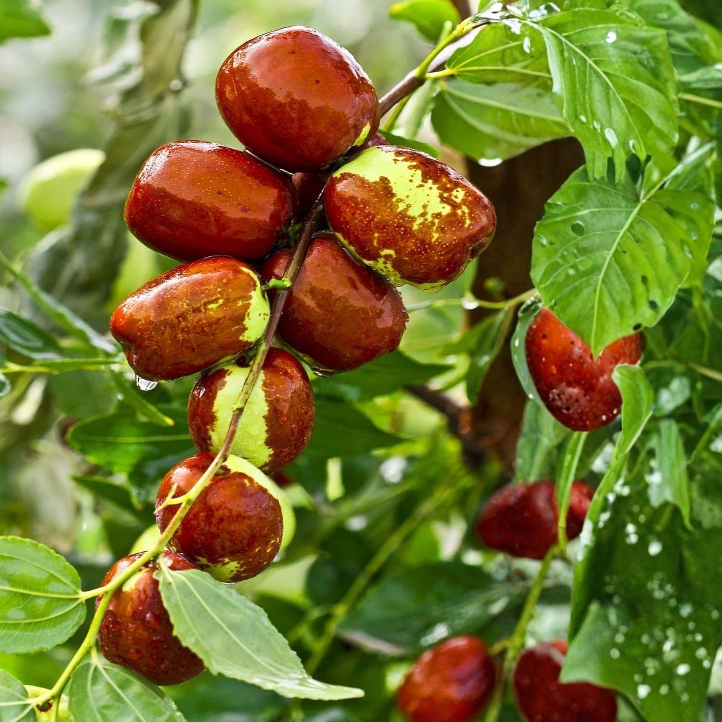Jujube Tree Cuttings 5pcs Organic Ziziphus jujuba Fruit Tree Propagation Live Plant Starter
