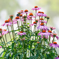 Purple Coneflower Seeds 1000 Pack Echinacea Purpurea Pollinator Garden Plants Beautiful Purple Flowers