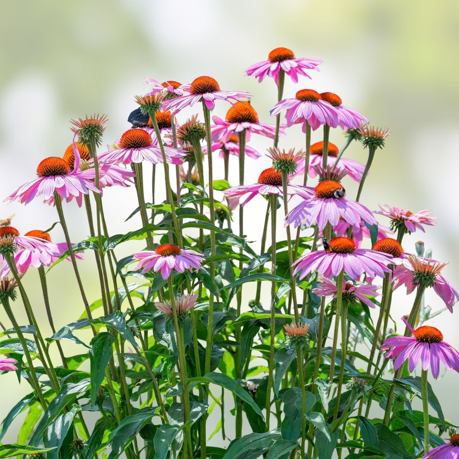 Purple Coneflower Seeds 1000 Pack Echinacea Purpurea Pollinator Garden Plants Beautiful Purple Flowers