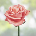 Rose Unrooted Cuttings Pack – 4 Fresh 5-8" Long Rosa spp. for Planting, Garden, Propagation