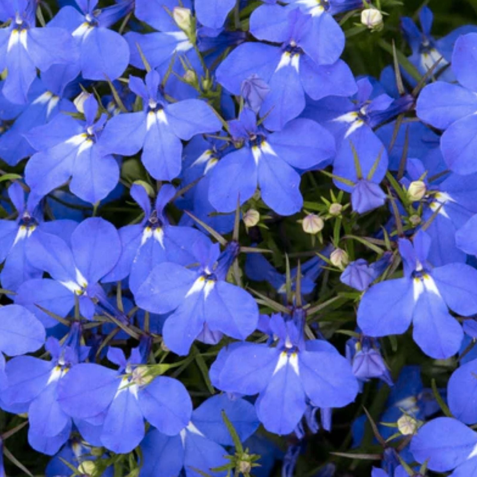 Blue Carpet Lobelia Seeds - 100 Seeds for Vibrant Blue Flowers - Lobelia erinus - Garden Bedding Plant, Flower Seeds