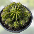 Echinopsis Hybrid Riverside Cutting – Large Unrooted Succulent Cactus Propagation Plant, 12x4 Inch, Easy to Grow