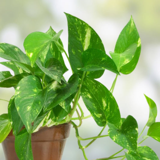 Golden Pothos Plant Rooted Cuttings Epipremnum aureum Indoor Starter Plants Houseplants Greenery