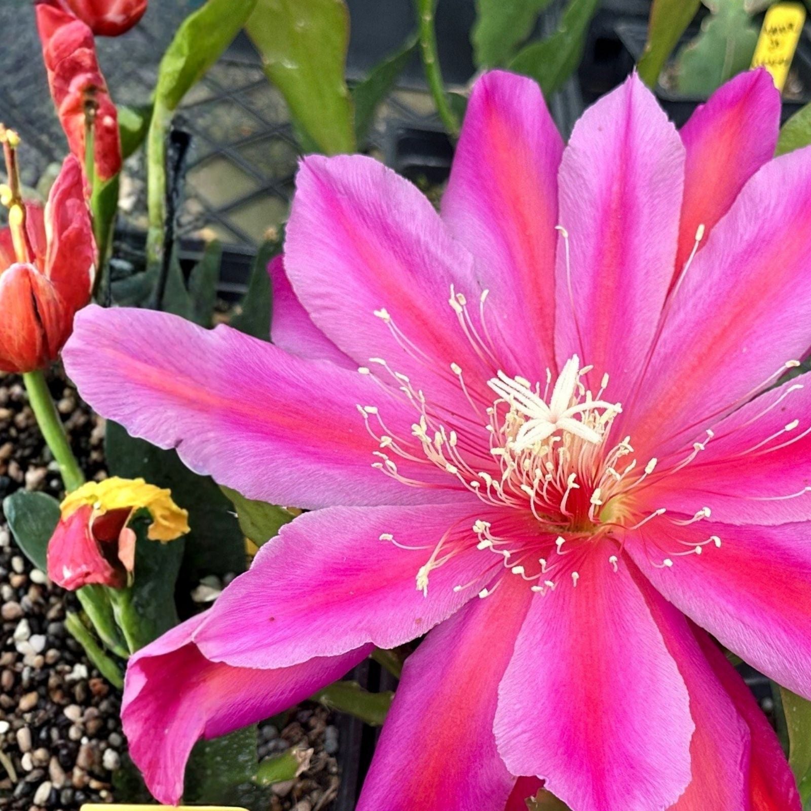 Epiphyllum Foxy Lady Unrooted Cutting Rare Orchid Cactus Tropical Houseplant Succulent Starter Plant