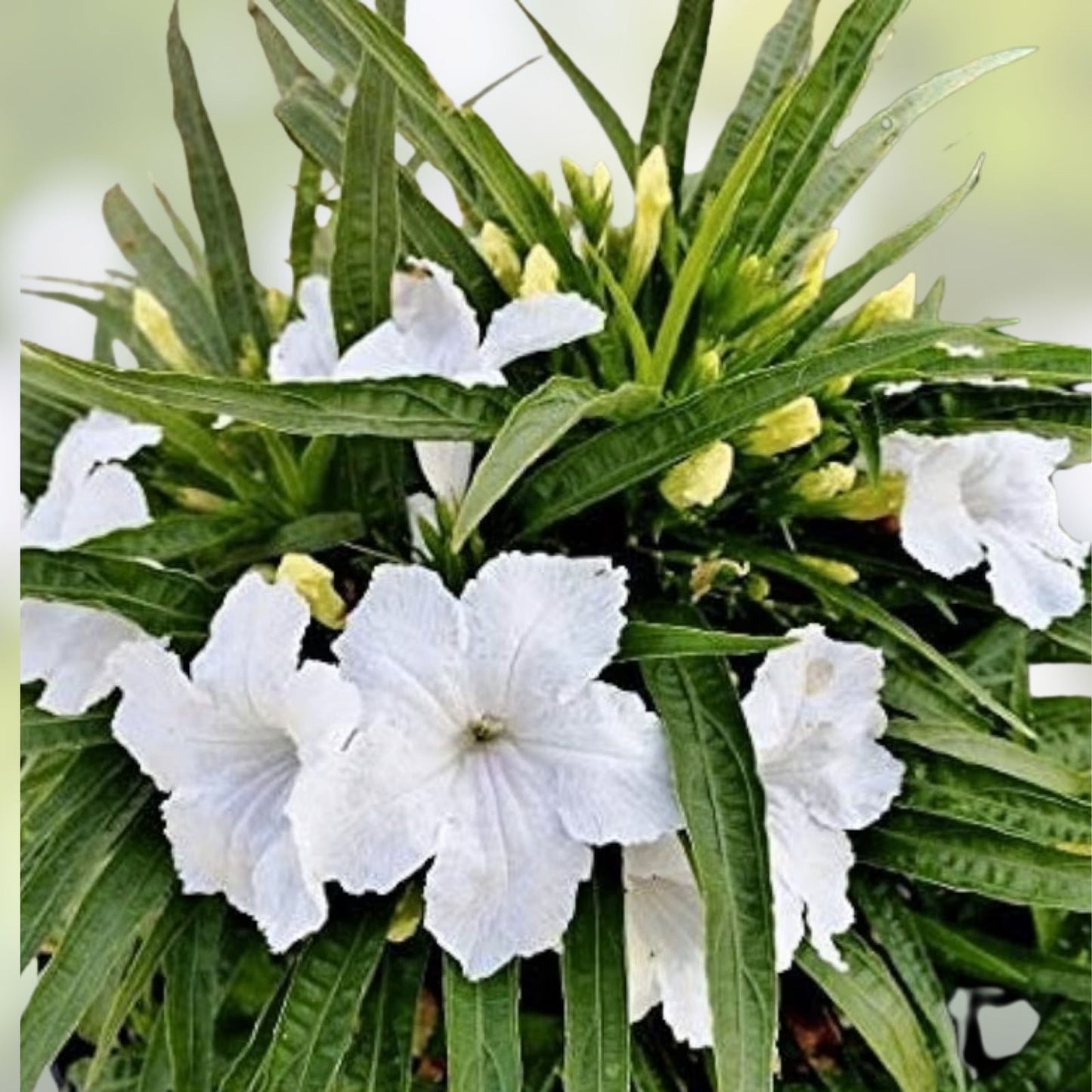 White Mexican Petunia Plants 10 pcs Rooted in Pot Ruellia brittoniana Live Garden Flowering Plants
