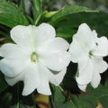 500 Busy Lizzy Seeds White Impatiens Garden Flowers Non-California Shipping Live Plant Cutting