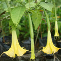 Brugmansia suaveolens Seeds, Yellow Angel's Trumpet, Tropical Perennial Flowering Plant, Garden Seeds, Live Plant, Cutting, Starter Plant