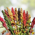 Rainbow Quinoa Seeds for Planting – 500 Organic Heirloom Edible Grain Seeds – Brightest Variety – Chenopodium quinoa