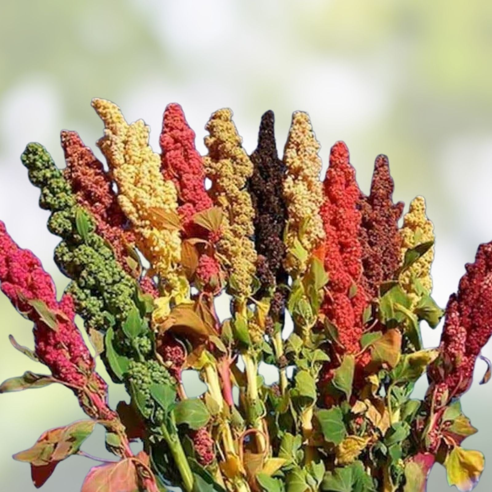 Rainbow Quinoa Seeds for Planting – 500 Organic Heirloom Edible Grain Seeds – Brightest Variety – Chenopodium quinoa