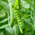 Organic Green Pea Seeds Pisum sativum Garden Vegetable Seeds 8 oz Non-GMO Heirloom Planting Starter