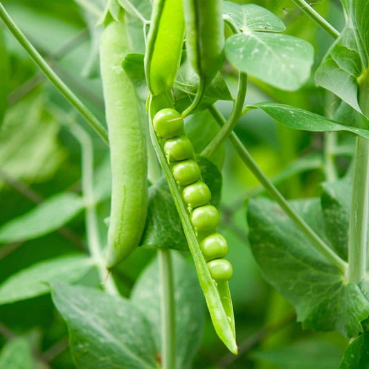 Organic Green Pea Seeds Pisum sativum Garden Vegetable Seeds 8 oz Non-GMO Heirloom Planting Starter