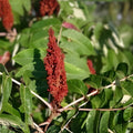 Smooth Sumac Shrub Bare Root Rhus glabra Edible Berries Fall Color Landscaping Plant 12" Live Shrub