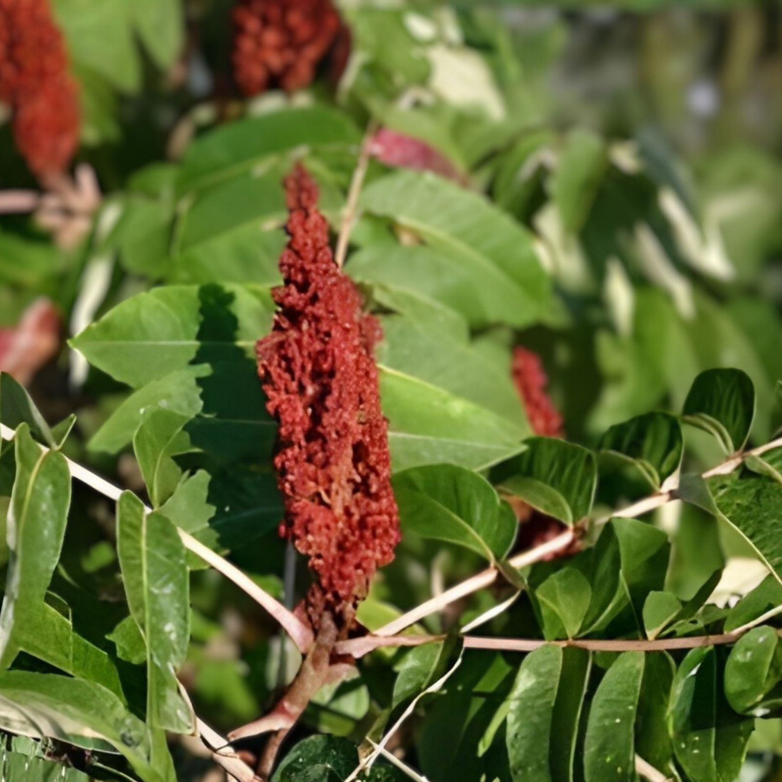 Smooth Sumac Shrub Bare Root Rhus glabra Edible Berries Fall Color Landscaping Plant 12" Live Shrub