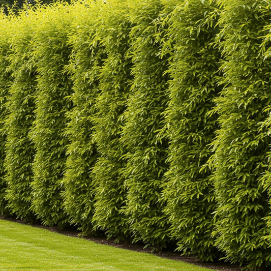 Jumbo Hybrid Willow Cuttings 6 Pack, 5/8-1 Inch Thick, Fast-Growing Salix × sepulcralis for Landscaping Hedging