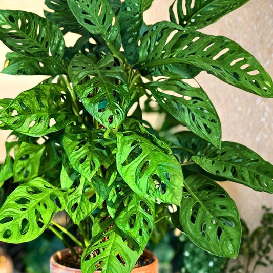 Monstera adansonii Cuttings, Swiss Cheese Plant Stem, Indoor Houseplant Propagation, Live Plant, Starter, Bare Root